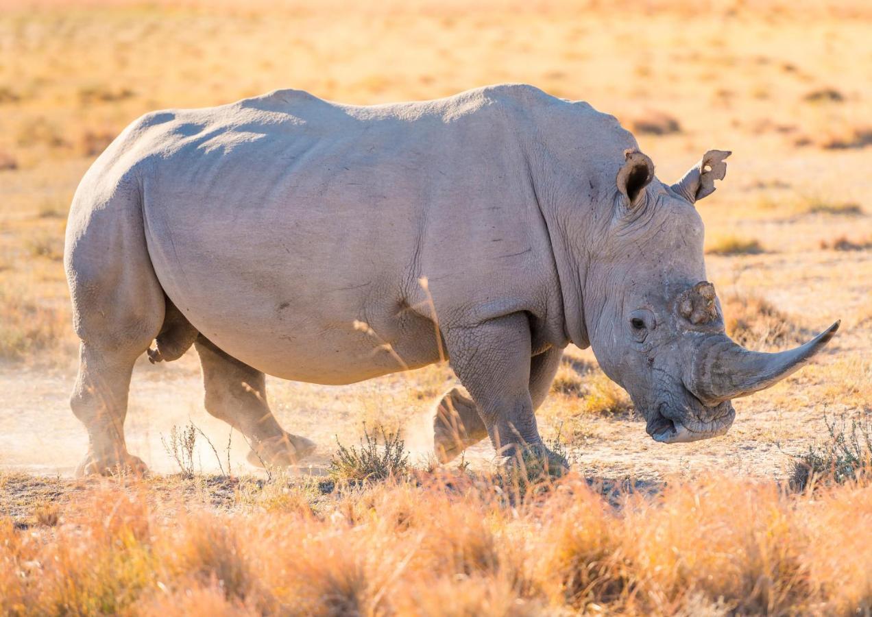 Lions Rock Rapids - Luxury Tented Camp Hazyview Eksteriør bilde