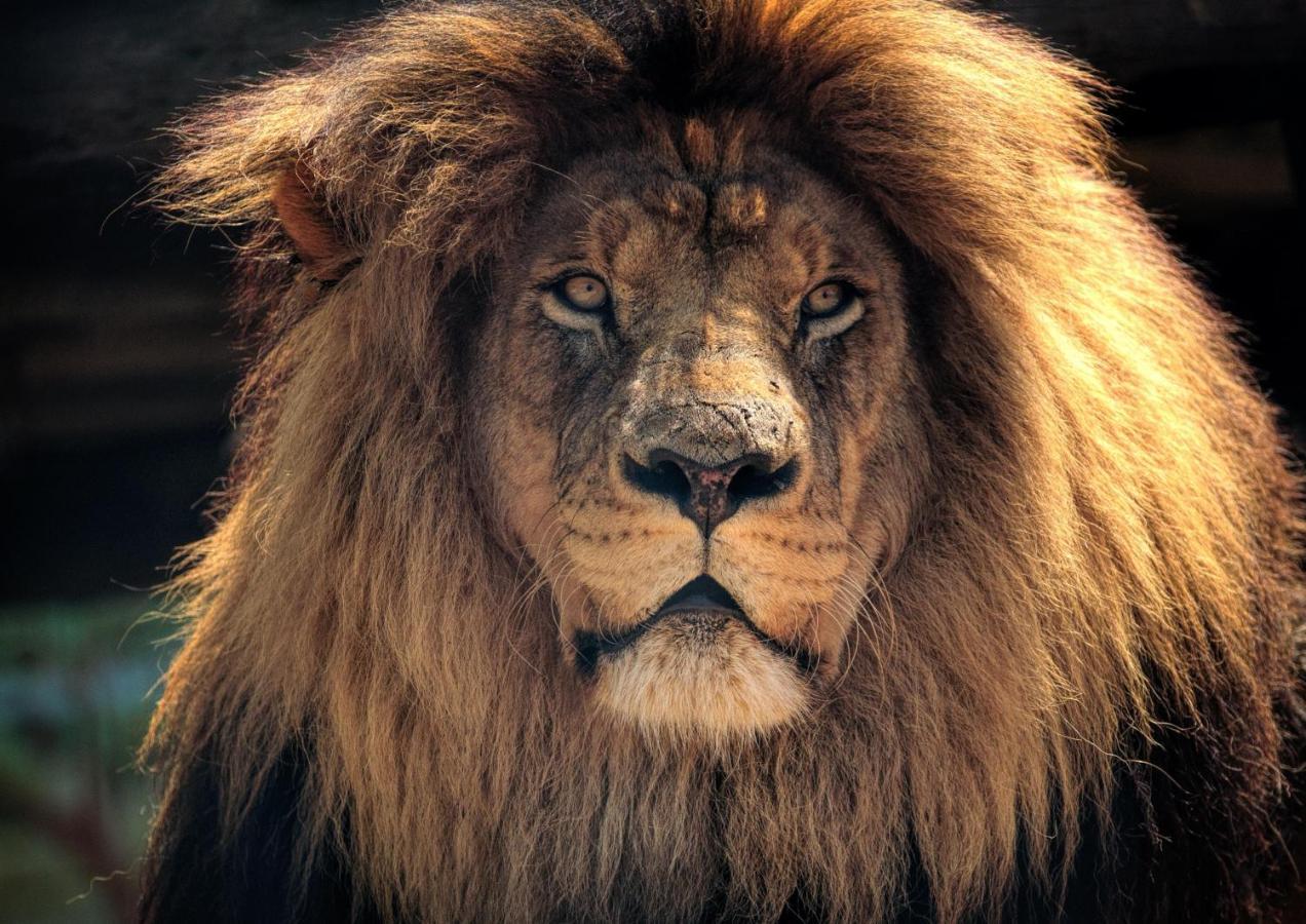 Lions Rock Rapids - Luxury Tented Camp Hazyview Eksteriør bilde